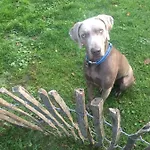 Gasthuis Bio Kastanienhof - Und Ayurvedische Jurten Erfurt