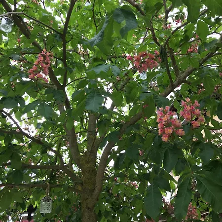 Bio Kastanienhof - Und Ayurvedische Jurten Πανσιόν Ερφούρτη