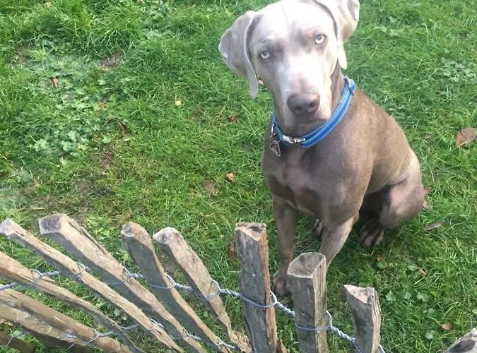 Gæstehus Bio Kastanienhof - Und Ayurvedische Jurten Erfurt